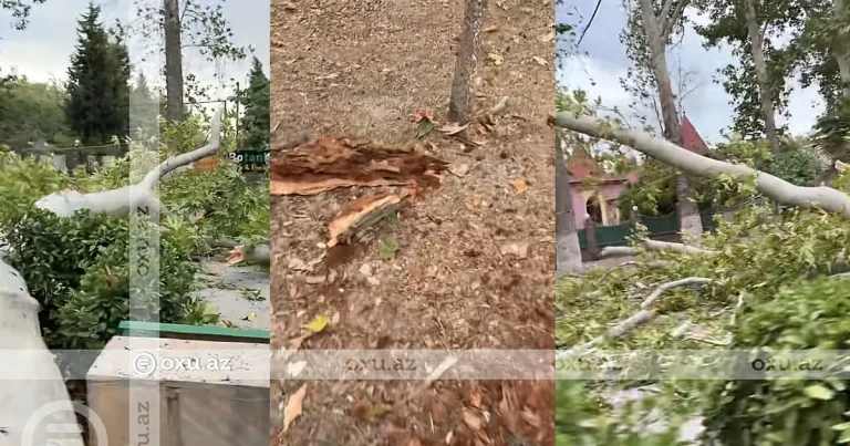 Bölgələrdə güclü külək: Ağaclar qırılaraq yolu bağlayıb – VİDEO Bölgələrdə güclü külək: Ağaclar qırılaraq yolu bağlayıb – VİDEO