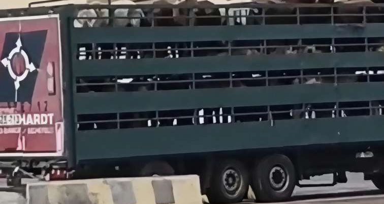Azərbaycanda at qoymayıblar qala, Qazaxıstana aparırlar” – Görüntülər müzakirə yaratdı