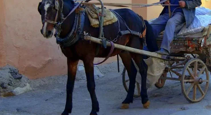 At arabası sürənlərə xəbərdarlıq – FOTO At arabası sürənlərə xəbərdarlıq – FOTO