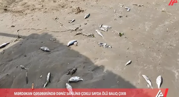 Mərdəkan çimərliyində balıqlar kütləvi şəkildə tələf oldu – Səbəbi nədir? – VİDEO