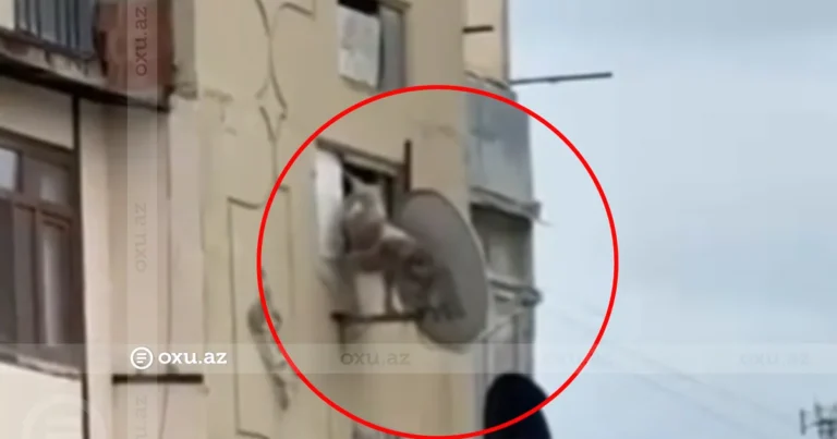 Bakıda itə qarşı zorakılıq: Pəncərədən aşağı atıldı – Video